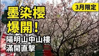 2026 Taipei Cherry Blossom: Magic Color-Changing Sakura at Chung-Shan Building! Peak Bloom