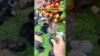 O baixinho é o nosso alvo 🥳 #pets #shorts