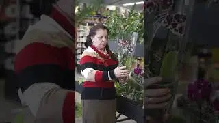 Это важно знать, если вы купили орхидею ! Что делать?