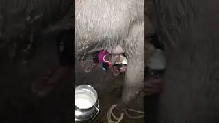 Morning routine buffalo milking by hand 