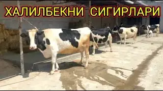 ХАЛИЛБЕКНИ  ГИГАНТ  СИФАТ  СИГИРЛАРИ  МАНА,994882353