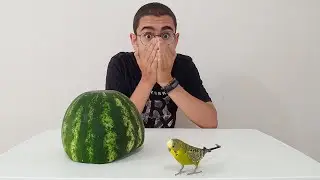 Kuş Paşa Karpuzun İçine Saklandı