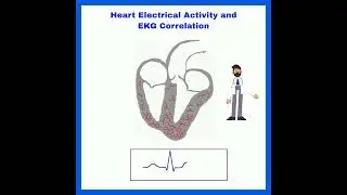 Heart Electrical Activity and EKG Correlation