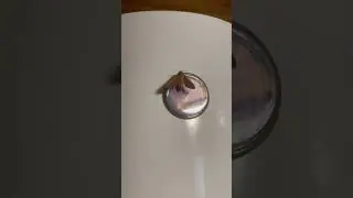 Кто это #shortvideo