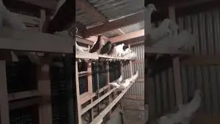 Чечня. Урусс Мартан Голуби Юнади