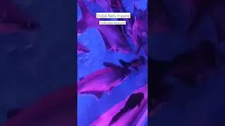 Dubai feels in Pune #pune #underwater #aquriumfish #minivlog #explore #shortsvideo #shorts
