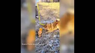 Twix Shiba inu,  4.5m.o. Bueno Pardo Azumahomare