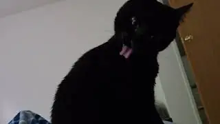 This cat is very particular about cleanliness.