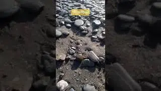 непонятное существо вылезло из богомола