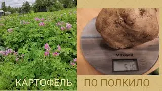 Выросла картошка по полкило😮Небывалый урожай!