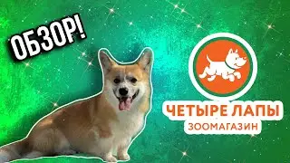 ОБЗОР НА ЗООМАГАЗИН 4 ЛАПЫ!🐾Лучший зоомагазин?🔥 Корги Рокки (говорящая собака)