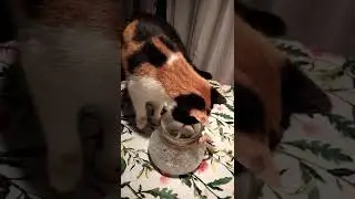 Masha cat VS pencil. Who win?