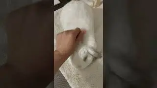 How Many Times Would A Bunny Asks for Pets?