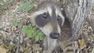 Baby Raccoon