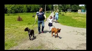 Тайсон VS енотовидная собака, носуха/ последний звонок (Tyson VS raccoon dog, nosukha/ Last Call)