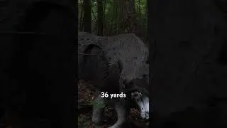 36 yard 3D wolf #traditionalarchery #3darchery