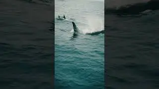 Killer Whales in California: May 2023