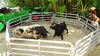 BULL FIGHT/ STOP MOTION/Bull/Touro/Toro