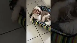 #dog