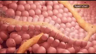 البنكرياس