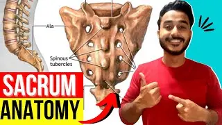 sacrum anatomy | anatomy of sacrum bone | sacrum features and attachments