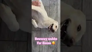 Labrador gets belly rubs but won’t give me a hug 😒 #labrador #dog #cute #funny #comedy #puppy #pets