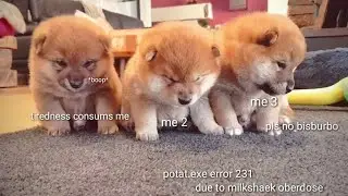 Very sleepy smol sumo wrestlers / Shiba Inu puppies