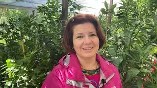 Домик для цитрусов, обработка🏡🍊🍋🥭