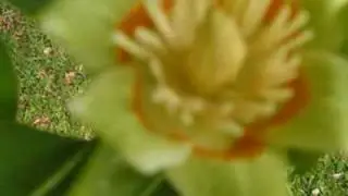 Flowers voor Sisi