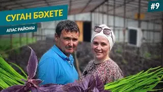 Суган бәхете. Апас районы Дәвеш авылы.