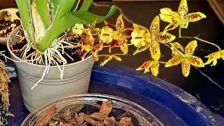 El momento de Trasplante de una orquídea Oncidium