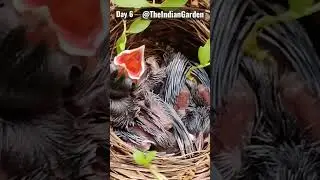 [DAY 6] Bird's nest in my garden | Red whiskered bulbul