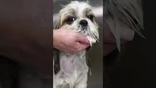 Shih tzu grooming | Unusual dog haircut