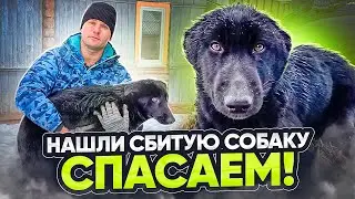 ПОДОБРАЛИ НА ТРАССЕ СБИТУЮ СОБАКУ. ОКАЗЫВАЕМ НЕОБХОДИМУЮ ПОМОЩЬ. ЖИЗНЬ ВДАЛИ ОТ ГОРОДА