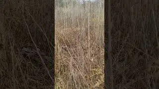 В поисках сазана