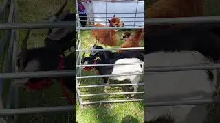 🐐🌏Goats & Lamas @ the Park?!🐐🌏 | #Earthday Throwback | The Adventures of Ta Wanda! #AOT #shorts