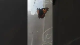 Бабочка 🦋 залетела 