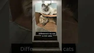 How Different Are YOUR Cats?