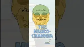 Bones of the Neurocranium #anatomy #education