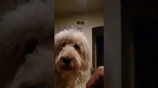 Maddie Doodle likes socks