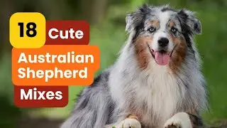 18 AUSTRALIAN SHEPHERD Mixes: Which One Is Your Favorite?