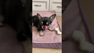 Чистим зубки🤍 