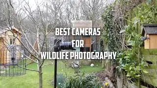 The Best Camera for Wildlife Photography 2021 | Wildlife Photography Camera Reviews