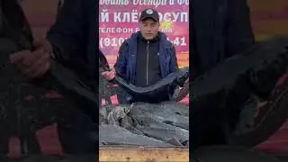 Зарыбление за выходные 1500 кг осетра навеской от 2-13 кг . Полный безлимит на вылов рыбы