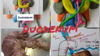 Anatomy of DUODENUM - full lecture