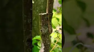 Grafting apricot update