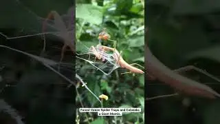 Forest-Green Spider Traps and Cobwebs a Giant Mantis. 