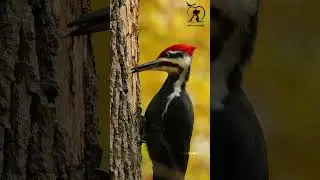 কাঠঠোকরা পাখির ঠোক্করের গতি মাধ্যাকর্ষণ শক্তির চেয়ে ১২০০গুন বেশি Woodpecker Bird.