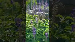Texas Pollinator Garden: Everything You Need to Know