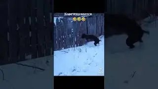 Полкан лох